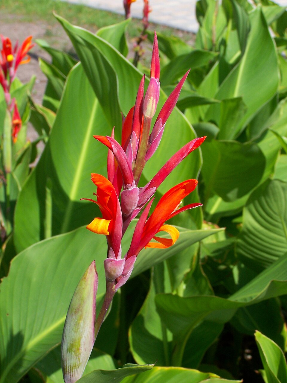 Canna Lily photo 5