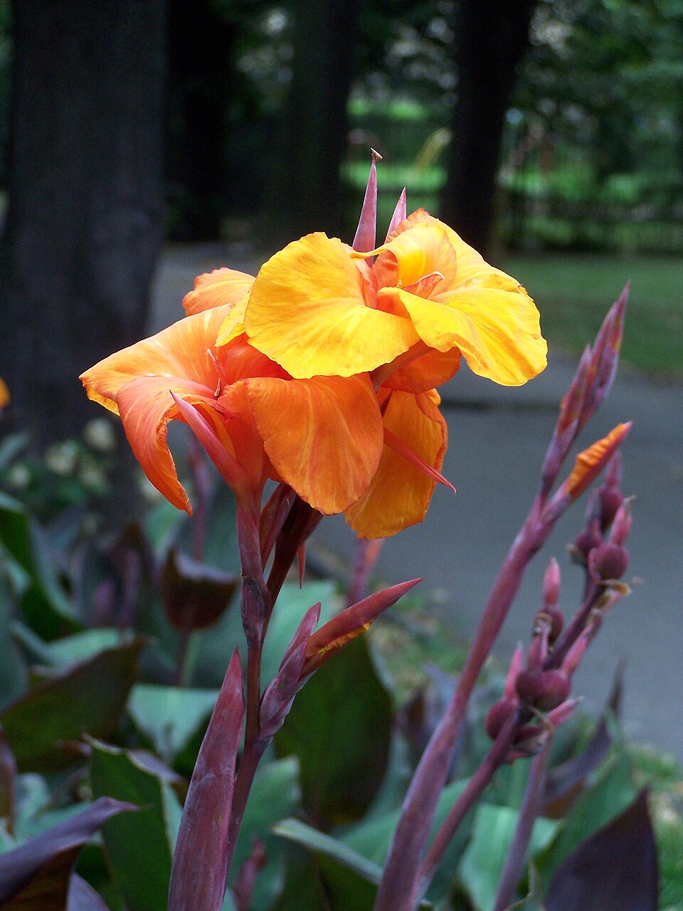 Canna Lily photo 6