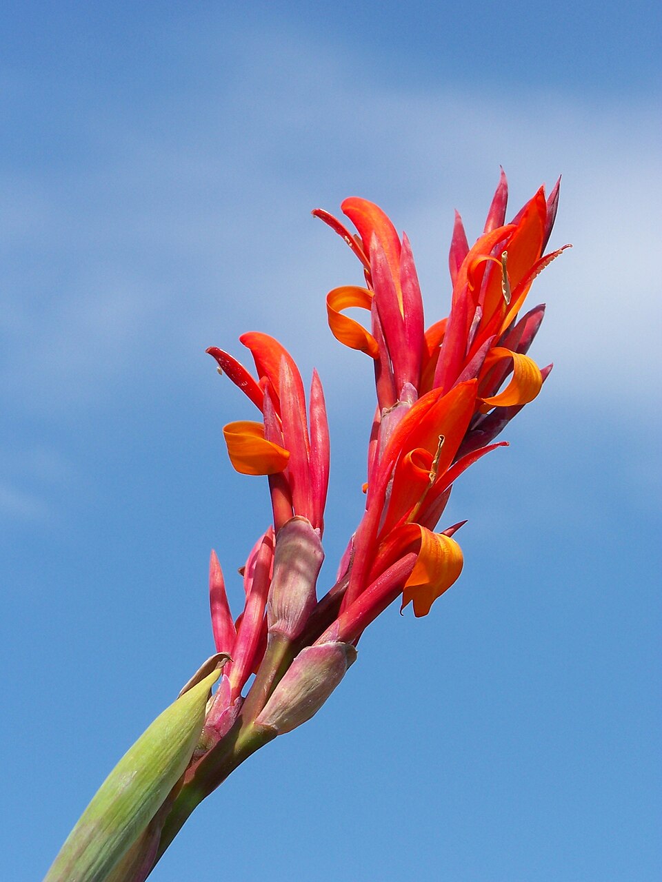 Canna Lily photo 7