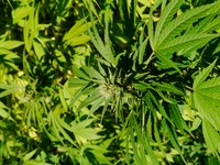 Marijuana