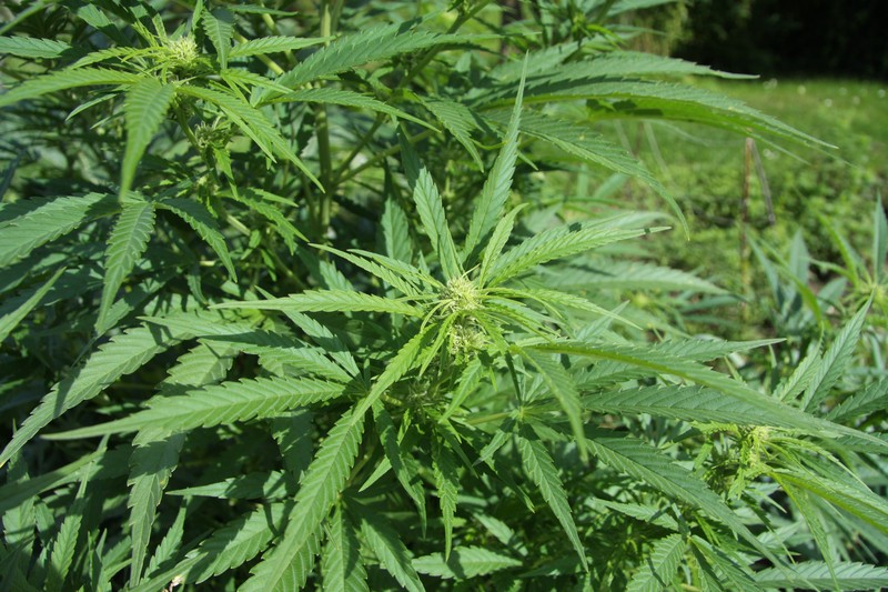 Marijuana photo 2
