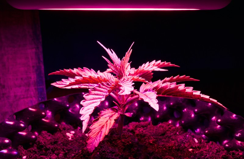 Marijuana photo 3