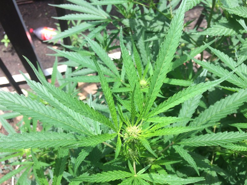 Marijuana photo 4