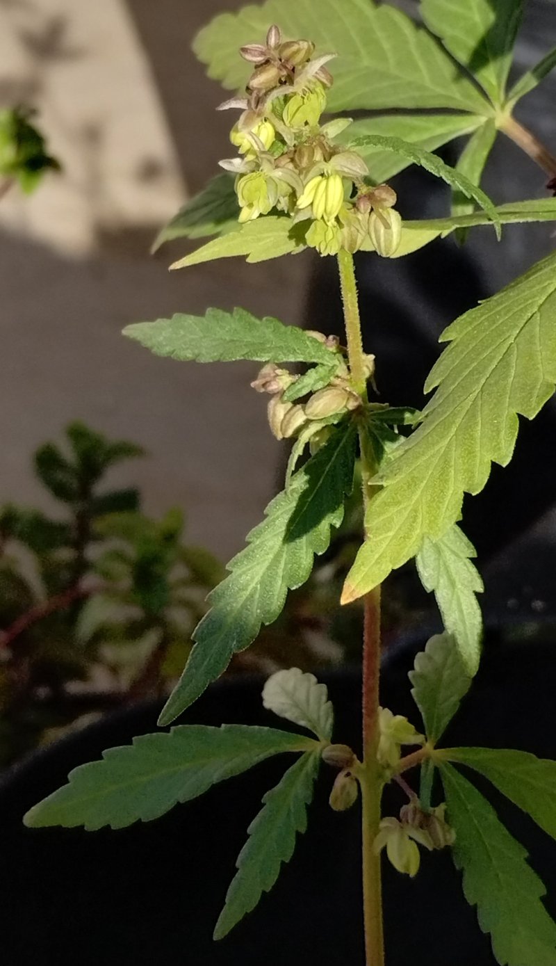 Marijuana photo 5