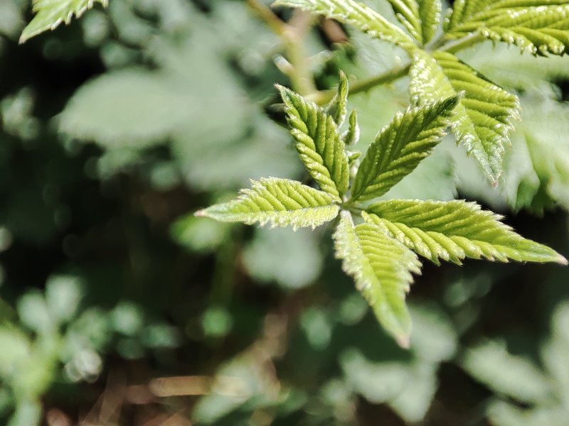 Marijuana photo 6