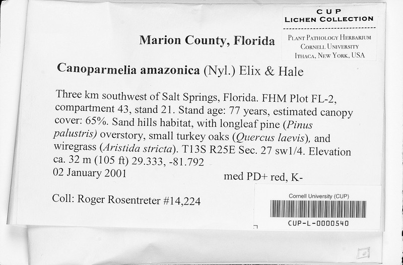 Amazon Canoparmelia Lichen photo 4