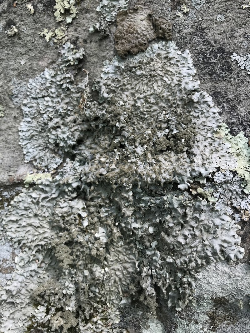 Carolina Canoparmelia Lichen