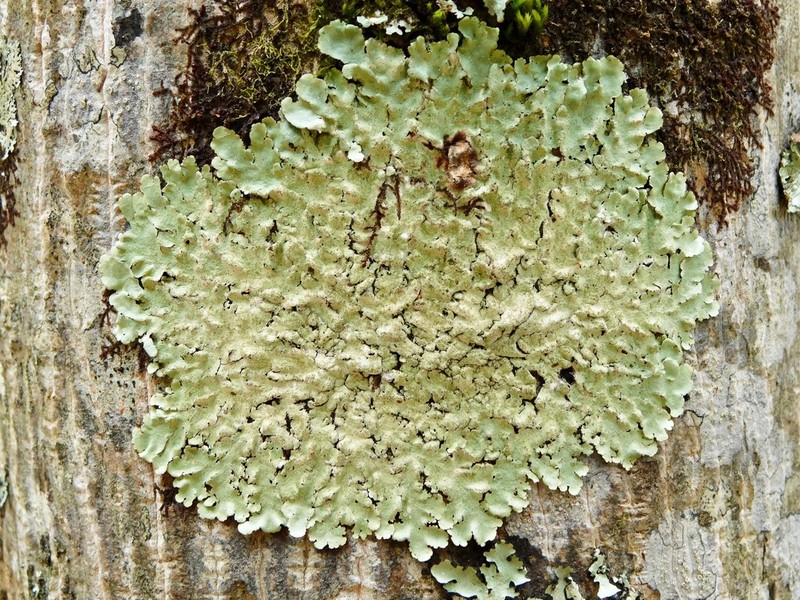 Carolina Canoparmelia Lichen photo 2