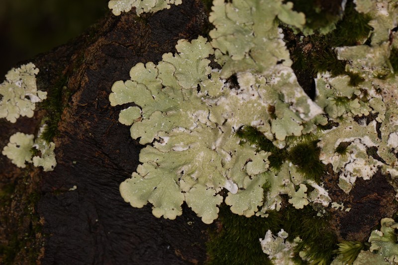 Carolina Canoparmelia Lichen photo 3