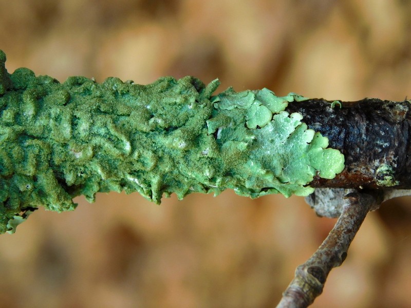 Carolina Canoparmelia Lichen photo 4