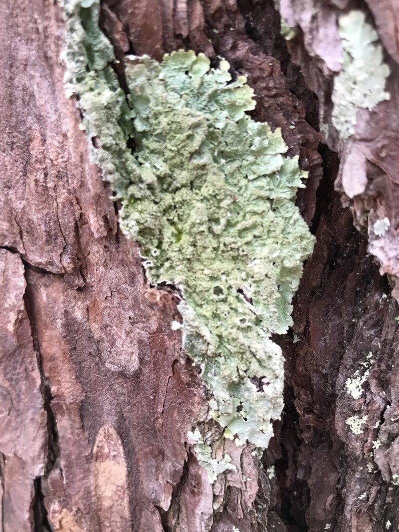 Carolina Canoparmelia Lichen photo 5