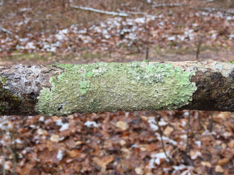 Carolina Canoparmelia Lichen photo 6