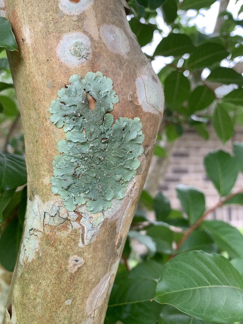 Carolina Canoparmelia Lichen photo 7