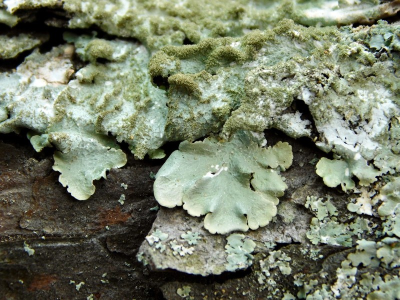 Carolina Canoparmelia Lichen photo 8