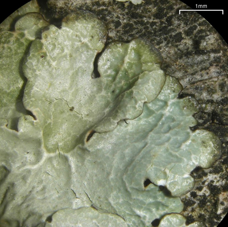 Canoparmelia Lichen