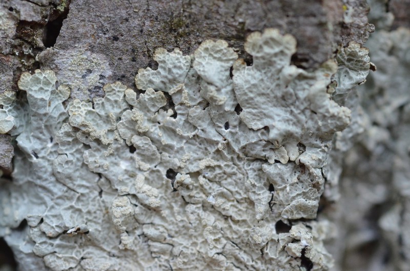 Canoparmelia Lichen