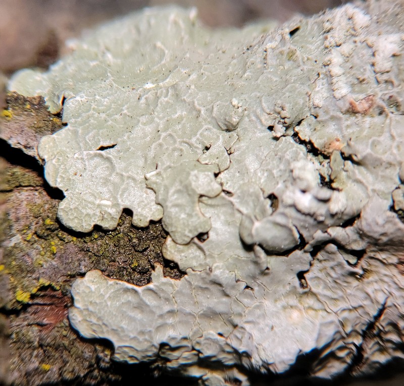 Canoparmelia Lichen photo 2