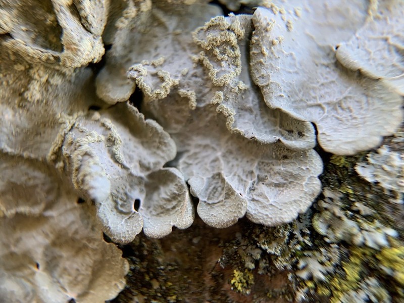 Canoparmelia Lichen photo 3