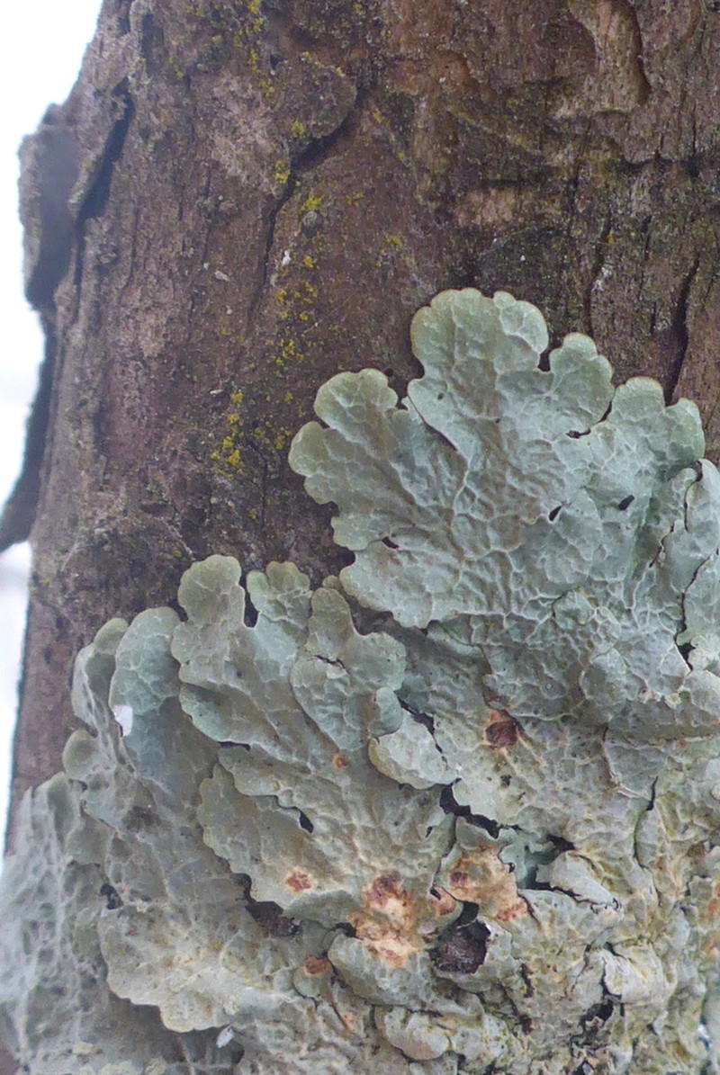 Canoparmelia Lichen photo 4