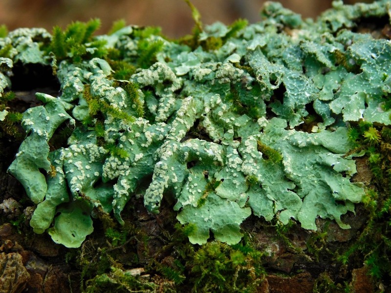 Canoparmelia Lichen photo 5