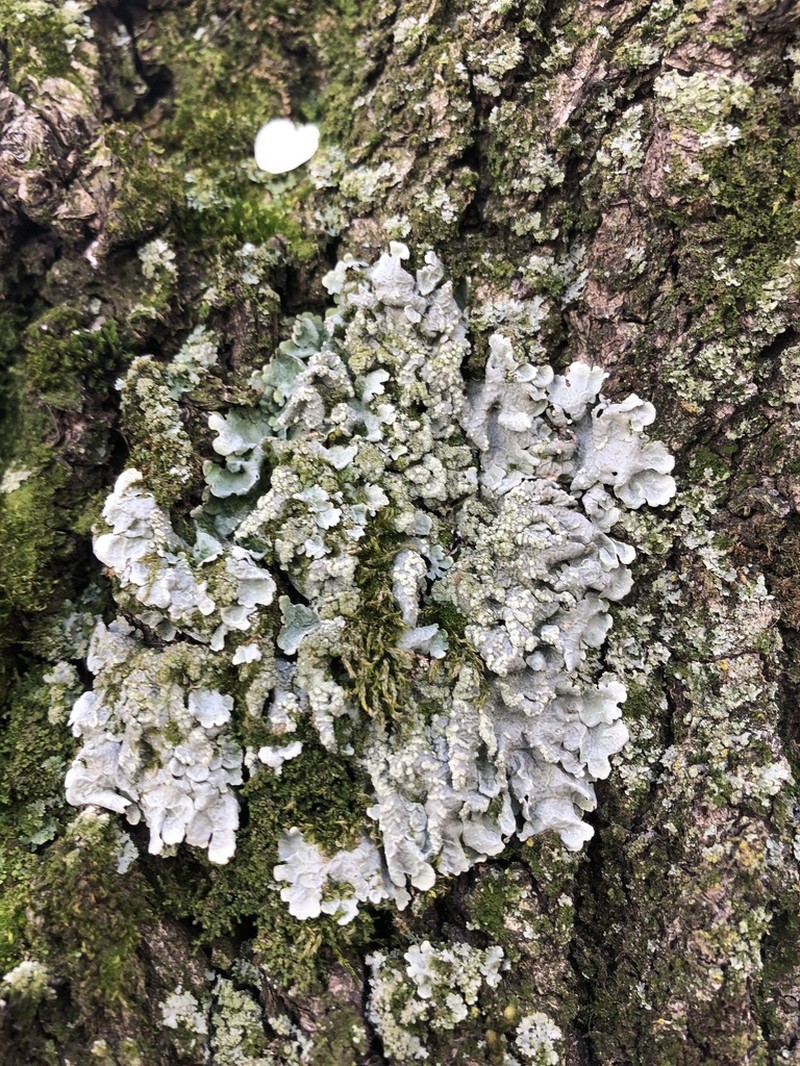 Canoparmelia Lichen photo 6