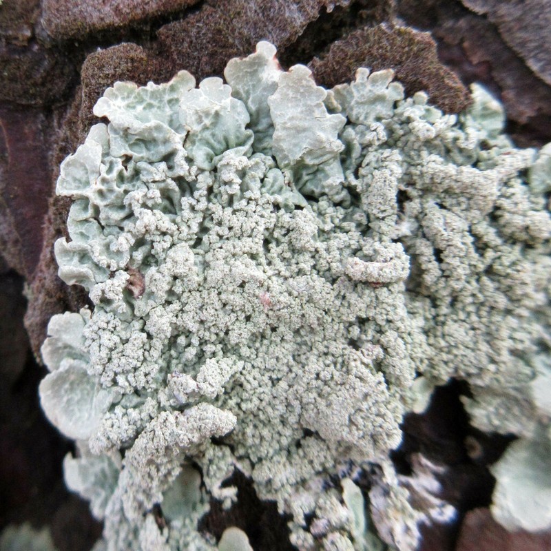 Canoparmelia Lichen photo 7