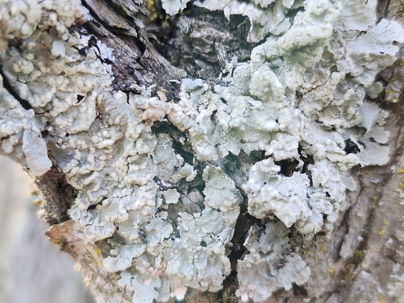 Canoparmelia Lichen photo 8