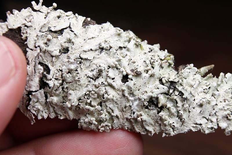 Canoparmelia Lichen