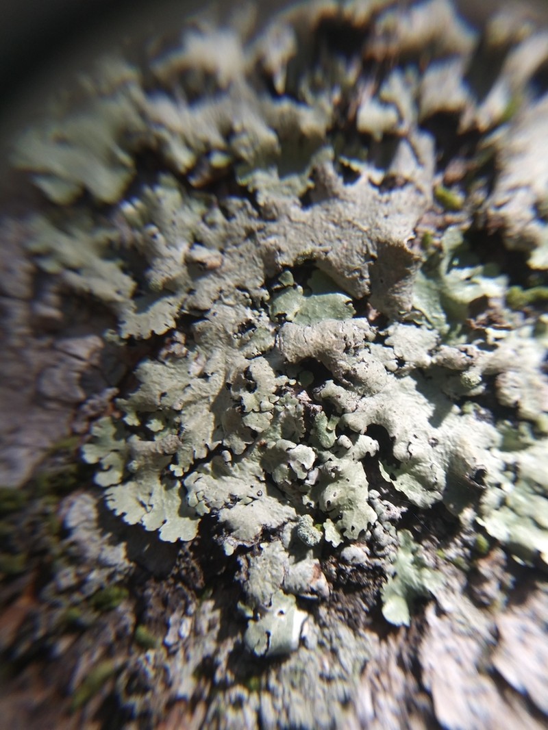 Canoparmelia Lichen photo 2