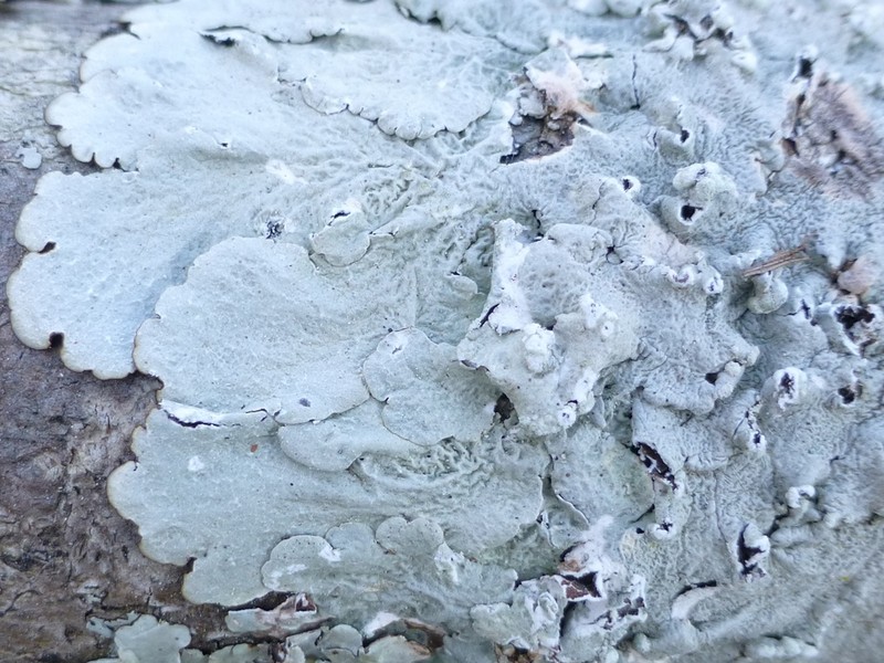 Canoparmelia Lichen photo 3