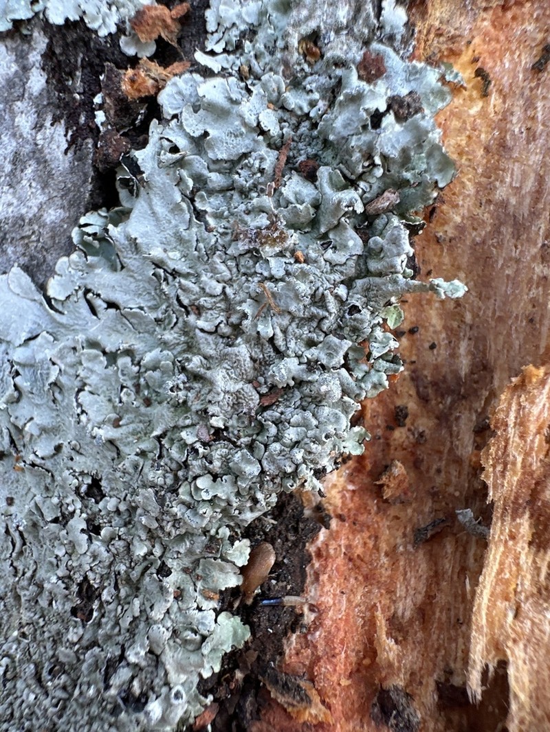 Canoparmelia Lichen photo 4