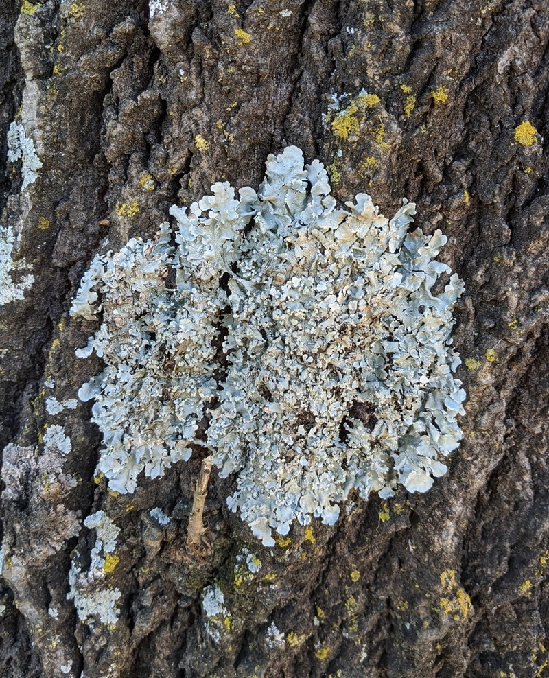 Canoparmelia Lichen photo 5