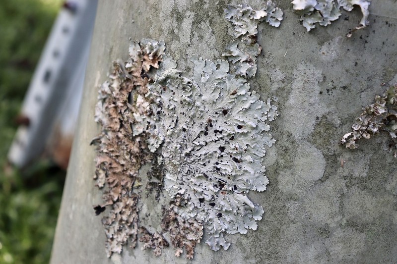 Canoparmelia Lichen photo 6