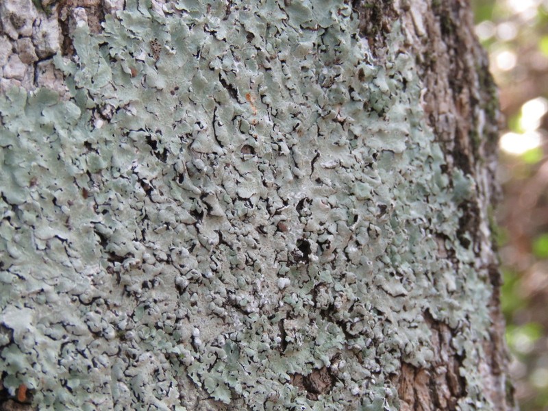 Canoparmelia Lichen photo 7