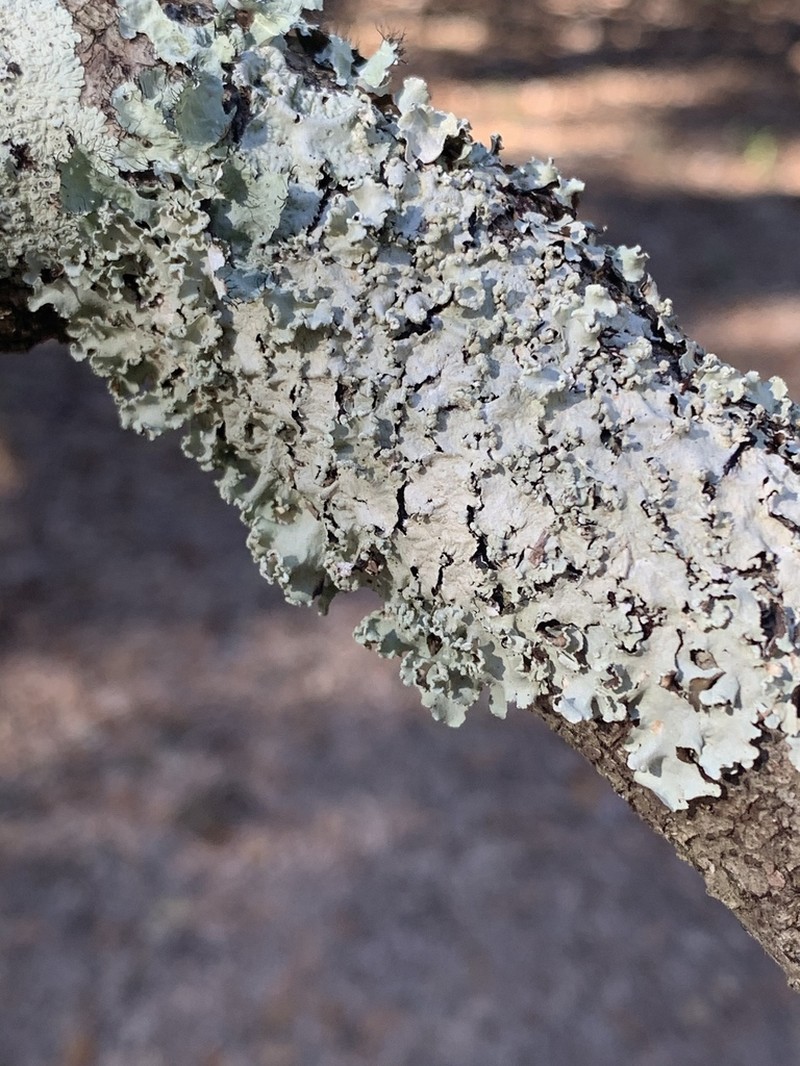 Canoparmelia Lichen photo 8