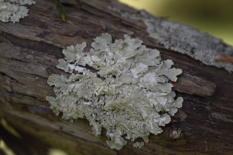 Canoparmelia Lichen photo 3