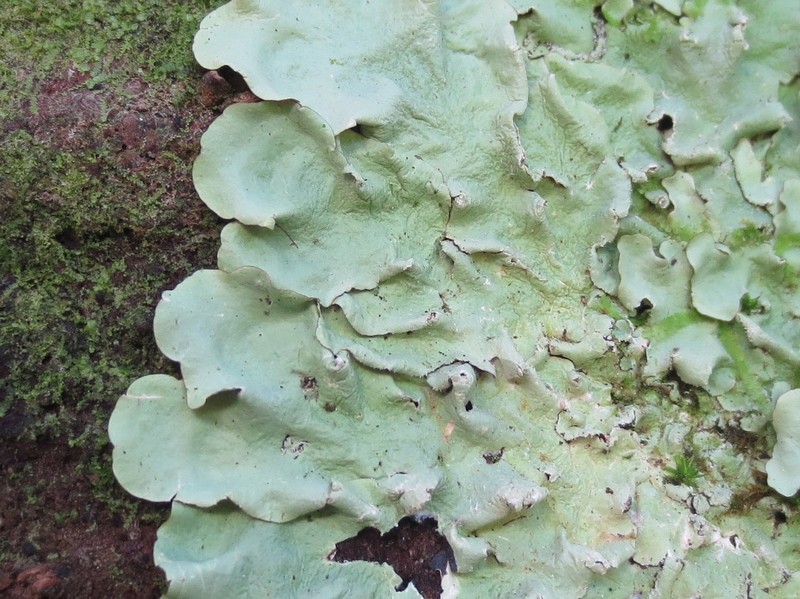 Canoparmelia Lichen photo 4