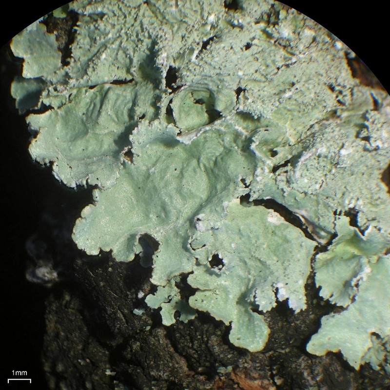 Canoparmelia Lichen photo 5