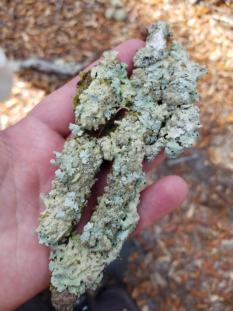 Canoparmelia Lichen photo 2
