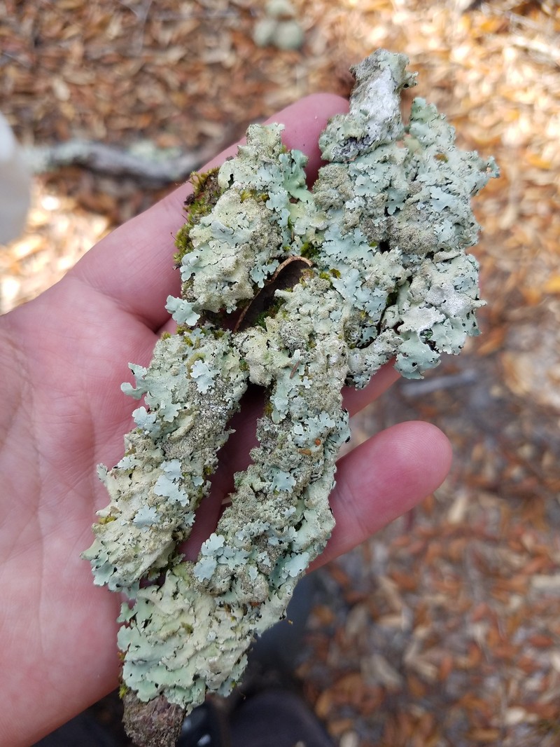 Canoparmelia Lichen photo 4