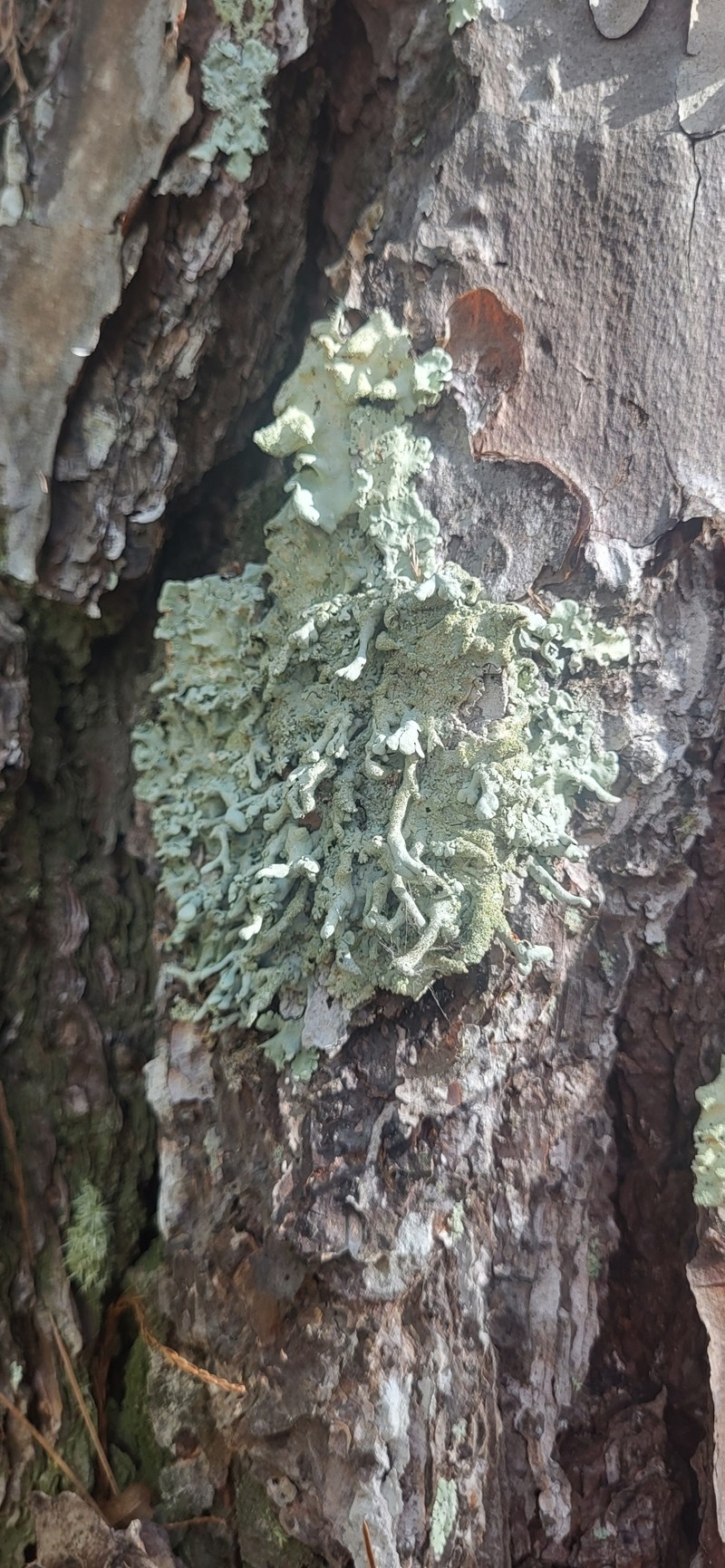 Canoparmelia Lichen photo 5