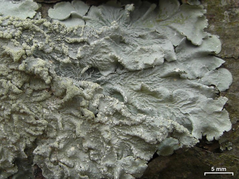 Texan Canoparmelia Lichen