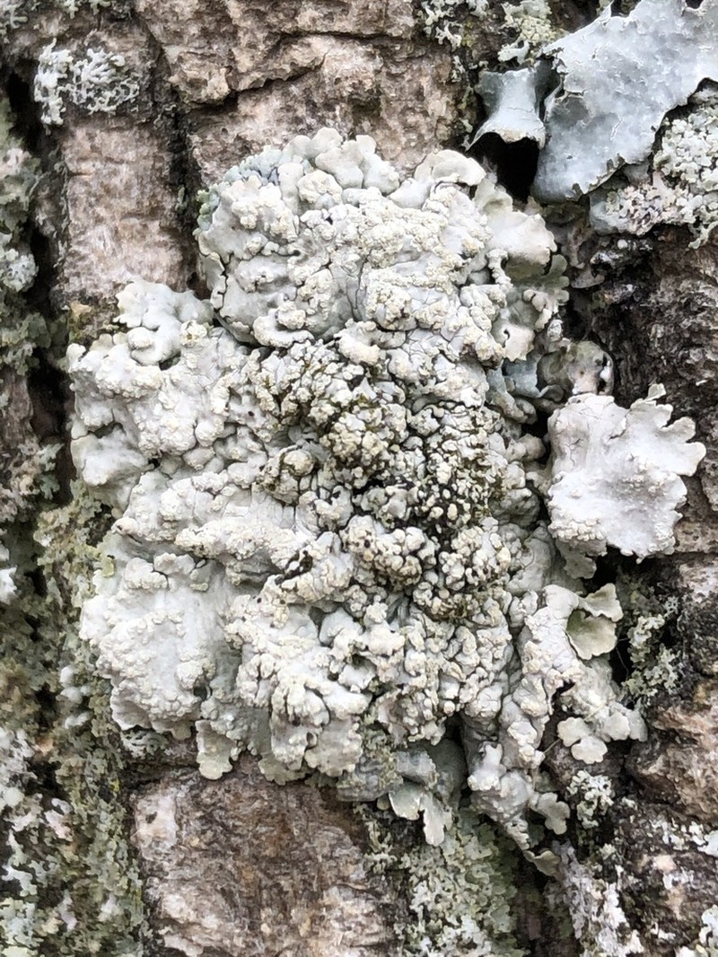 Texan Canoparmelia Lichen