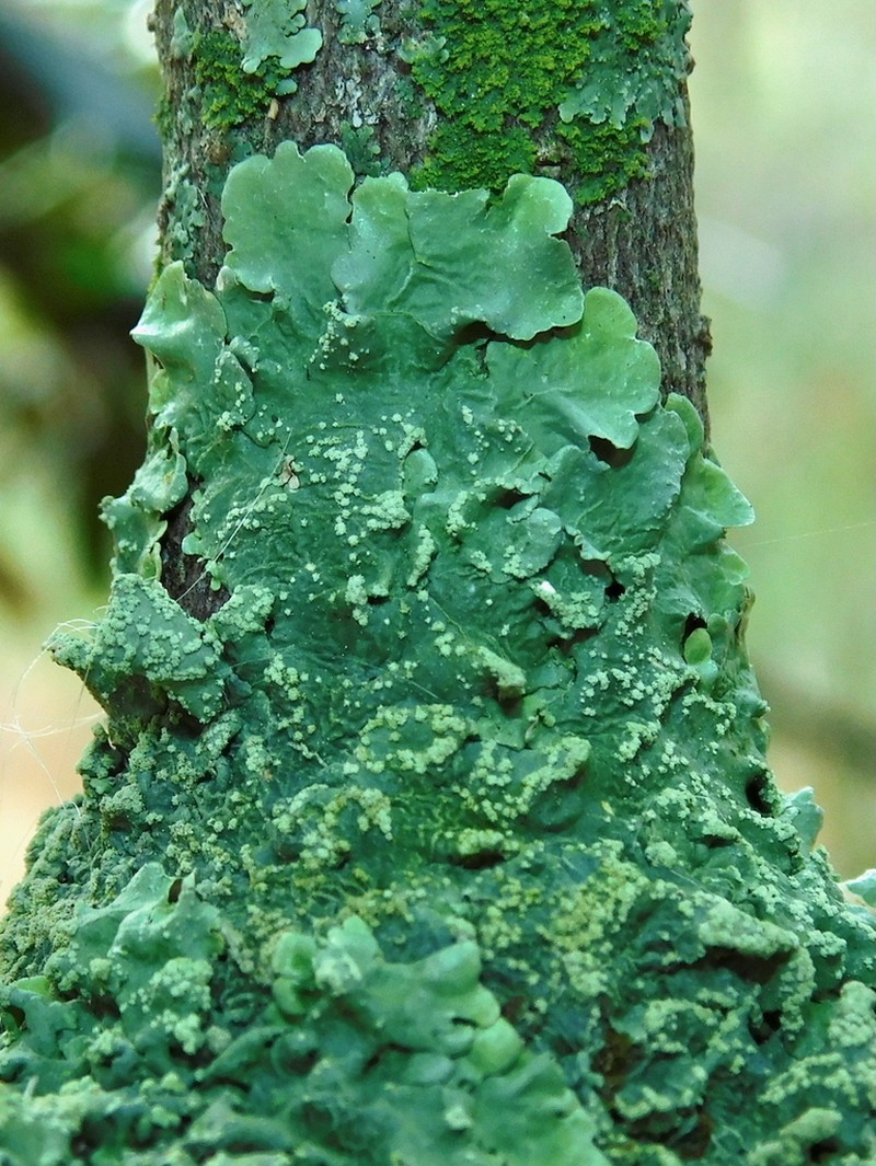 Texan Canoparmelia Lichen photo 2