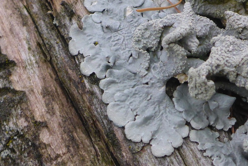 Texan Canoparmelia Lichen photo 3
