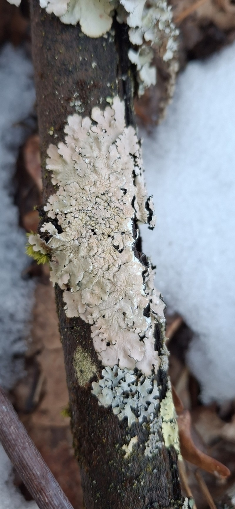 Texan Canoparmelia Lichen photo 4