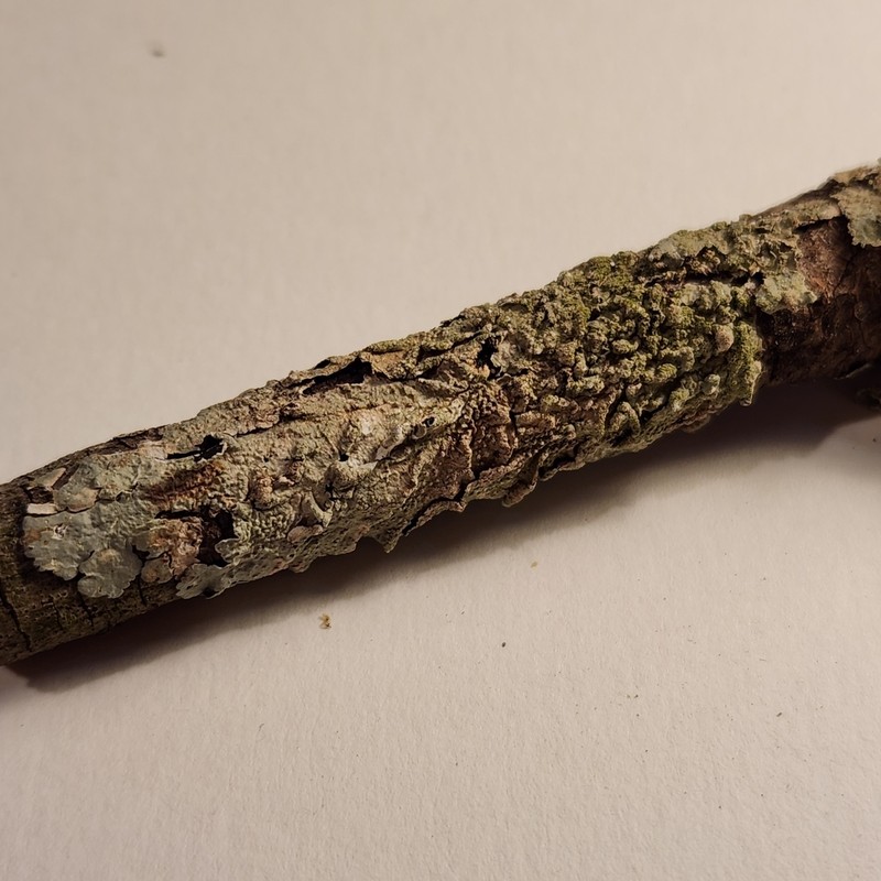 Texan Canoparmelia Lichen photo 5