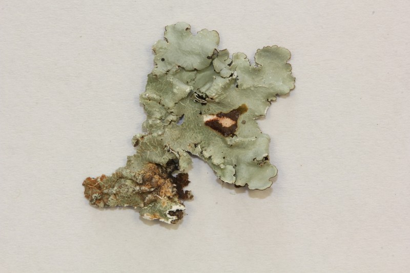 Texan Canoparmelia Lichen photo 6