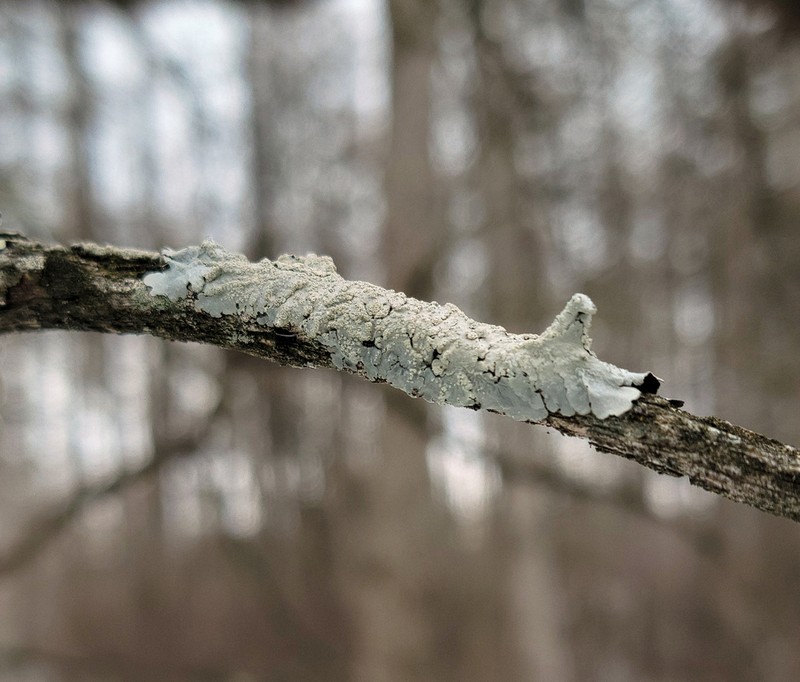 Texan Canoparmelia Lichen photo 7