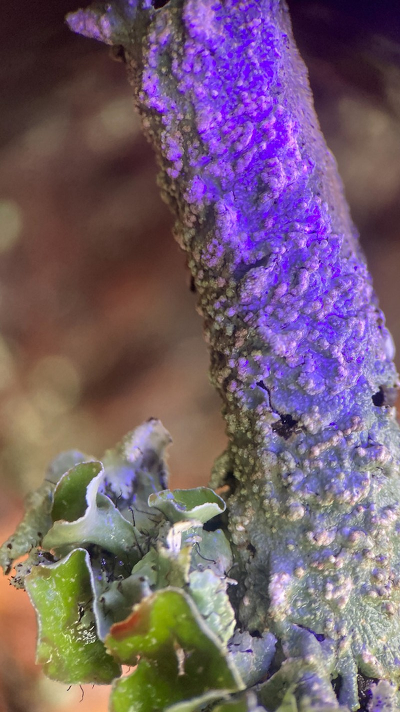 Texan Canoparmelia Lichen photo 8